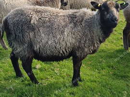 Two shetland ewes for sale.