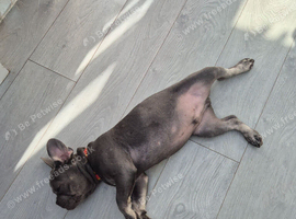 KC Male French Bulldog