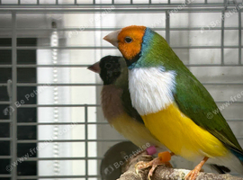 Gouldian finch pair