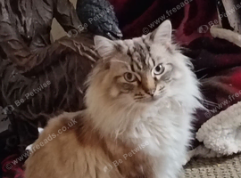 Male ragdoll urgent