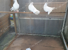 Fantail pigeons
