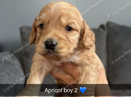 4 stunning F1 cockapoo puppies