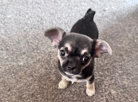 Chihuahua puppies for sale