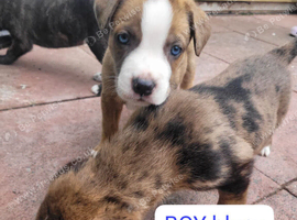 German Shepherd x Cano corso puppies