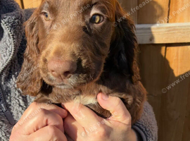 4 beautiful chocolate Boy sprockers