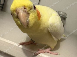 Female cockatiel