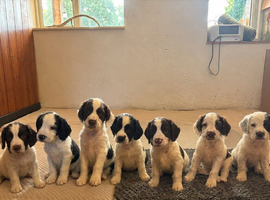 SPRINGER PUPPIES