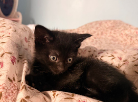 Kittens
