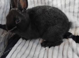 Baby rabbits for sale