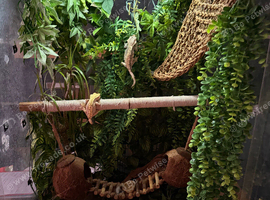 Gorgeous crested geckos with full set up