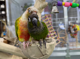 Green cheek conure