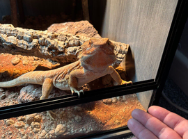 Ember looking for her forever home (full set up)