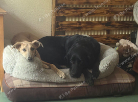 My beloved lab looking for new home