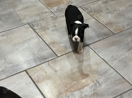 Stunning litter of Boston terrier puppies