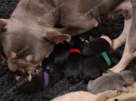 French bulldog  X toy poodle FROODLE