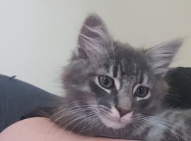 12 week male kitten