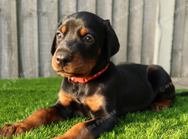 Quality European Dobermann Puppies - 2 Remaining