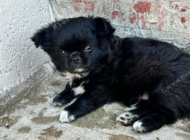 Kc long coat male