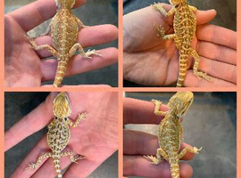 Baby bearded dragons WOW!