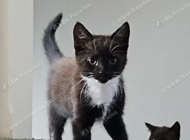 Male kitten