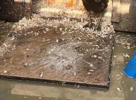 Indian runner ducks