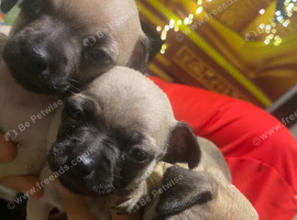 Beautiful grey Chihuahua puppies