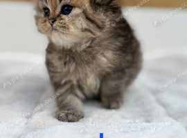 Chinchilla Persian kittens