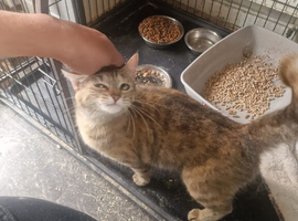 Boy and girl cats for sale