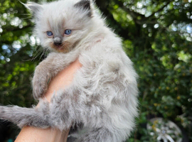 Ragdoll kittens