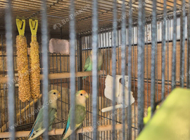 Baby lovebirds