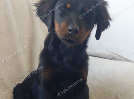 Rottweiler girl
