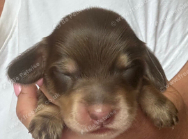 Miniature long haired dachunds