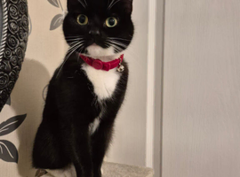 Cat up for adoption