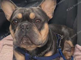 Beautiful French Bulldog for Stud