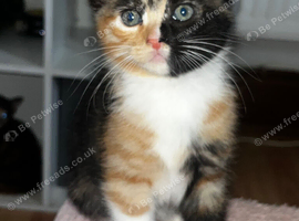 Ginger and tortie kittens