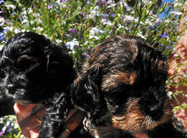 Quality True mini Cavapoo puppies in Eastleigh