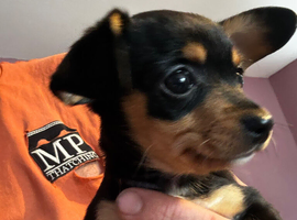 Female chiweenie