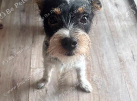 1 year old Biewer Terrier