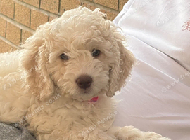 Beautiful 10 week old cockapoo
