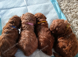 Toy poodle