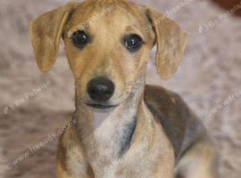 Dachshund