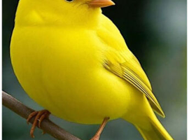 Gorgeous young canaries