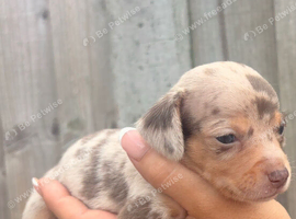 31/07/26 Beautiful litter of chocolate dapple miniature dachshund x chihuahua chiweenies (Merle)