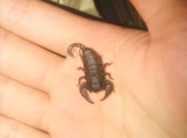 Chersonesometrus tristis