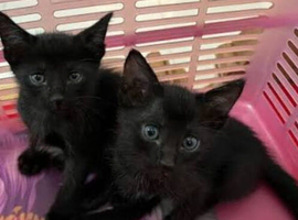 2 beautiful brother and sister kittens