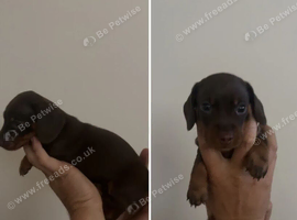 Miniature Dachshund Puppies Looking for Their Forever Homes