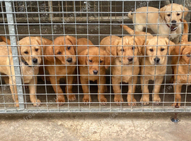 Last 3 Stunning Labrador Puppies