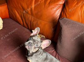 Super sweet beautiful frenchie pup KC reg.