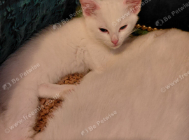 2 beautiful white female's