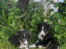 Border Collie Sheepdog Puppies